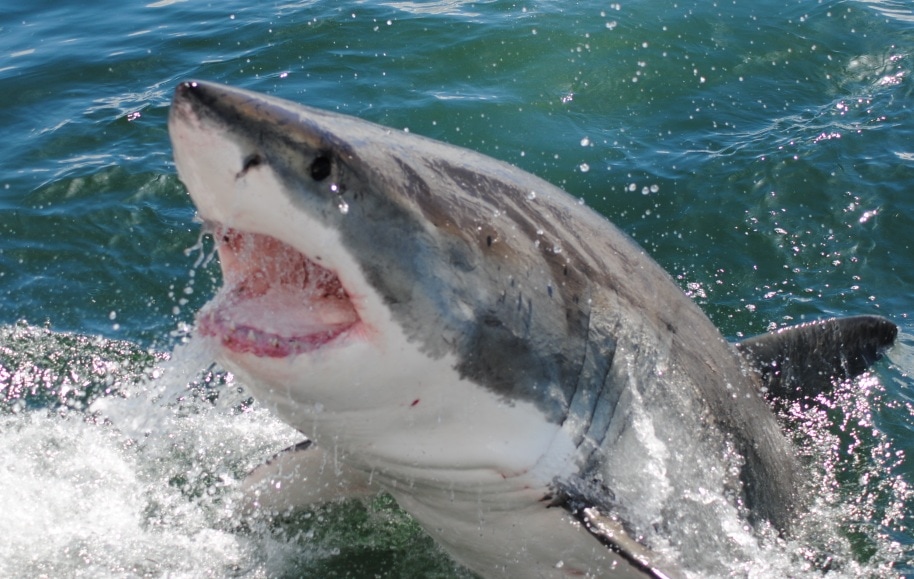 Great White Shark Cage diving vacations at Hermanus, South Africa ...